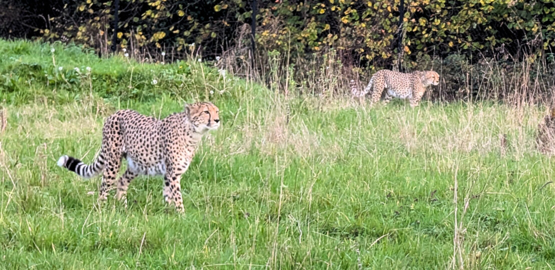 Cheetahs-16×9