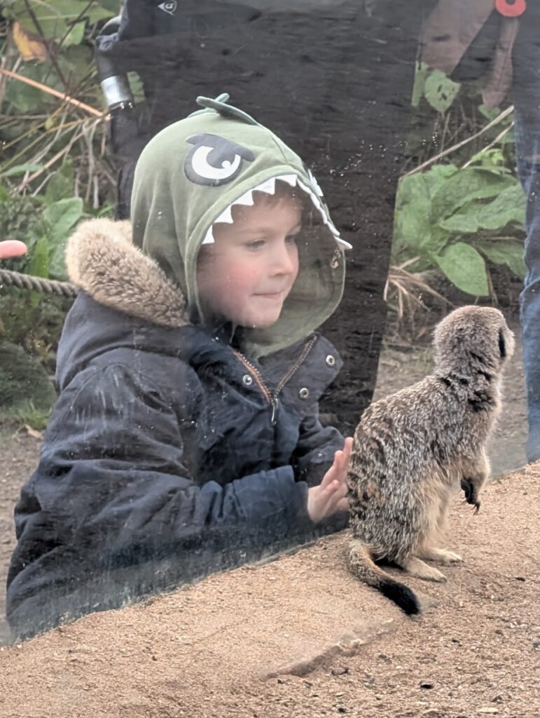 Getting up close and personal with a baby meerkat.